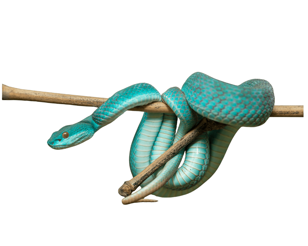 abogado experto en tráfico de especies protegidas