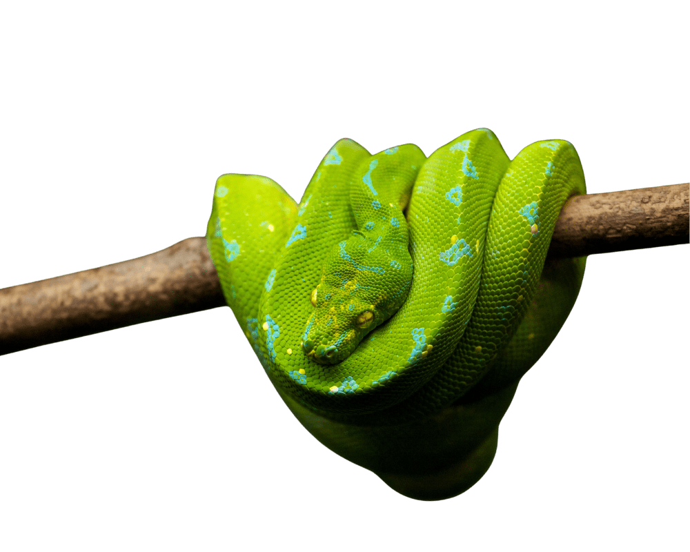 núcleos zoológicos para animales exóticos